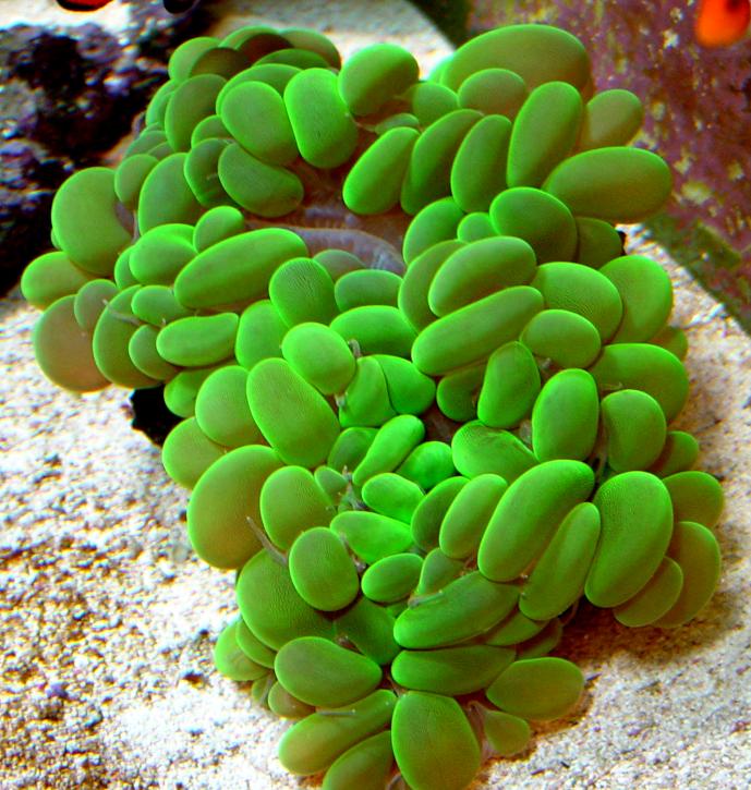 White Bubble Coral