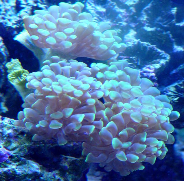 Branching Frogspawn Coral