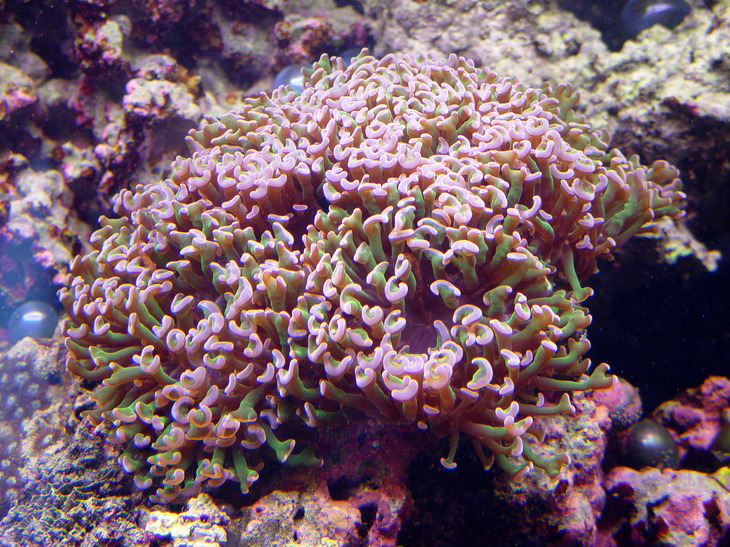 Hammer Frogspawn Coral (euphyllia Parancora) Dsc05498.jpg