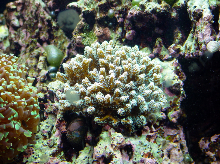 Bird's Nest Coral (Pocillopora damicornis) dsc05739.jpg