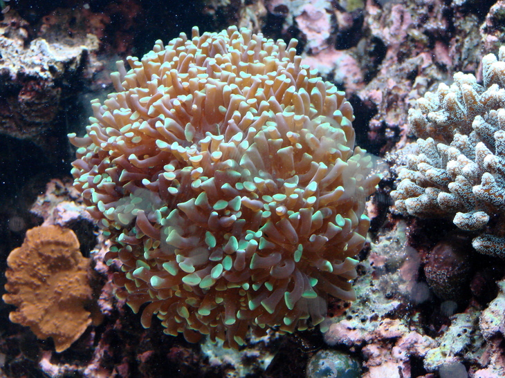 Branching Frogspawn Coral (Euphyllia paradivisa) dsc00002.jpg