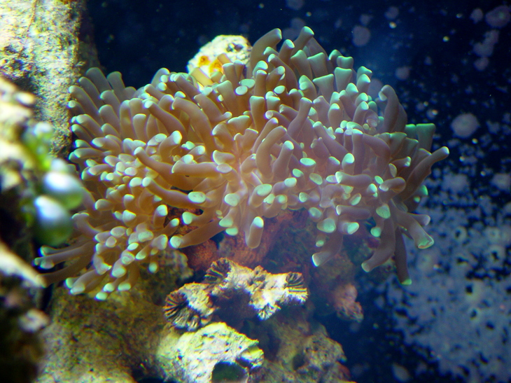 Branching Frogspawn Coral (Euphyllia paradivisa) dsc04577.jpg