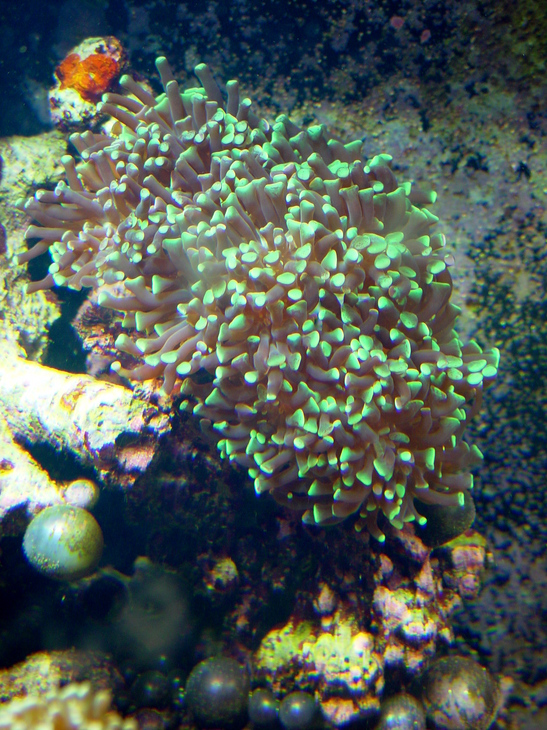 Branching Frogspawn Coral (Euphyllia paradivisa) dsc05741.jpg