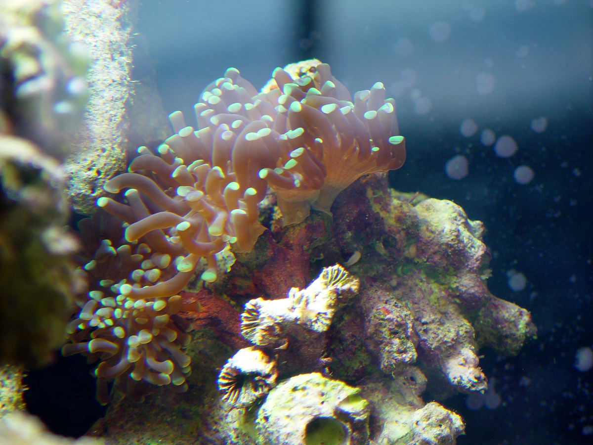 Branching Frogspawn Coral (Euphyllia paradivisa) dsc04489.jpg