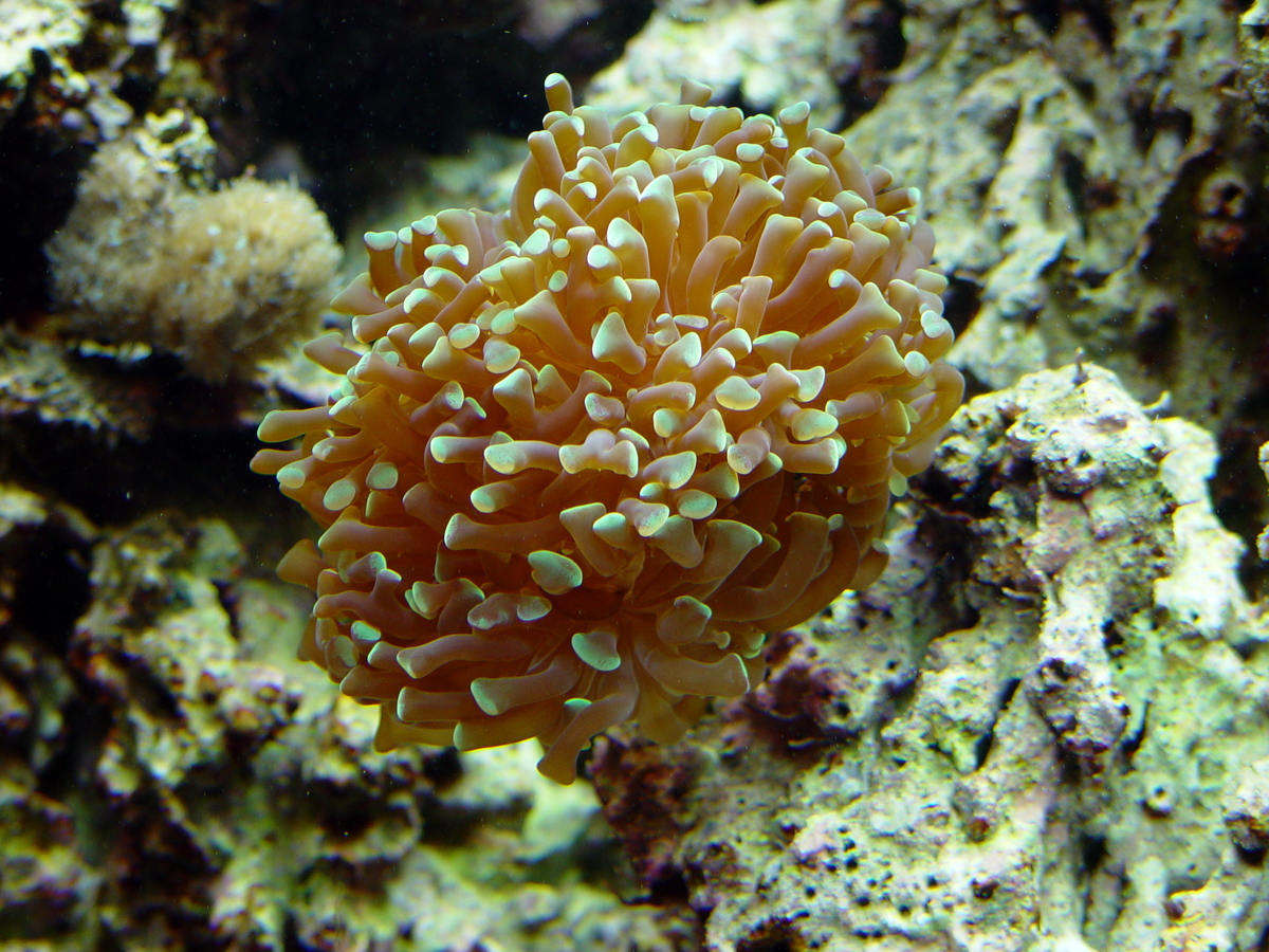 Branching Frogspawn Coral (Euphyllia paradivisa) dsc04576.jpg