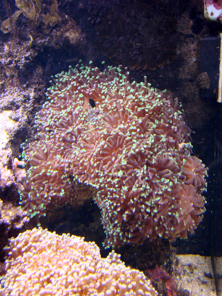 Branching Frogspawn Coral (Euphyllia paradivisa) dsc06266.jpg