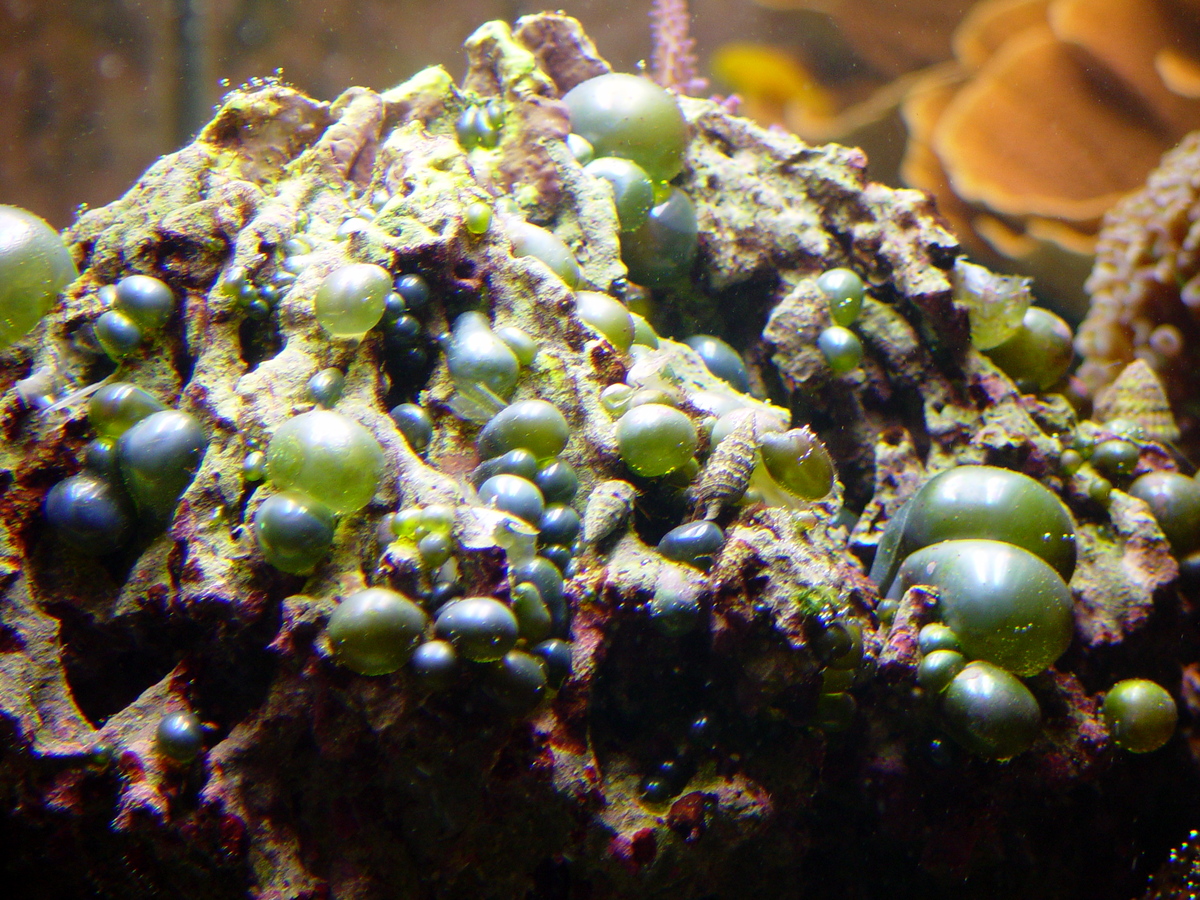 Bubble Algae (Valonia ventricosa) dsc05384.jpg