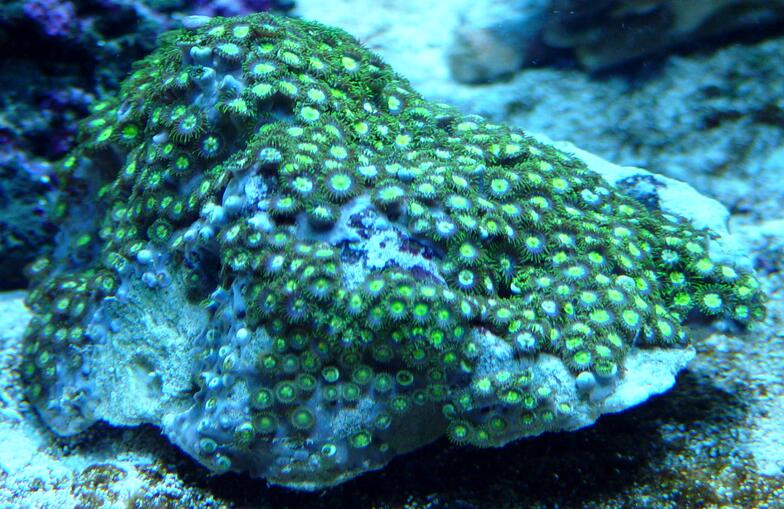 Button Polyps (Zoanthus sociatus) 1277-green-sea-mat.jpg