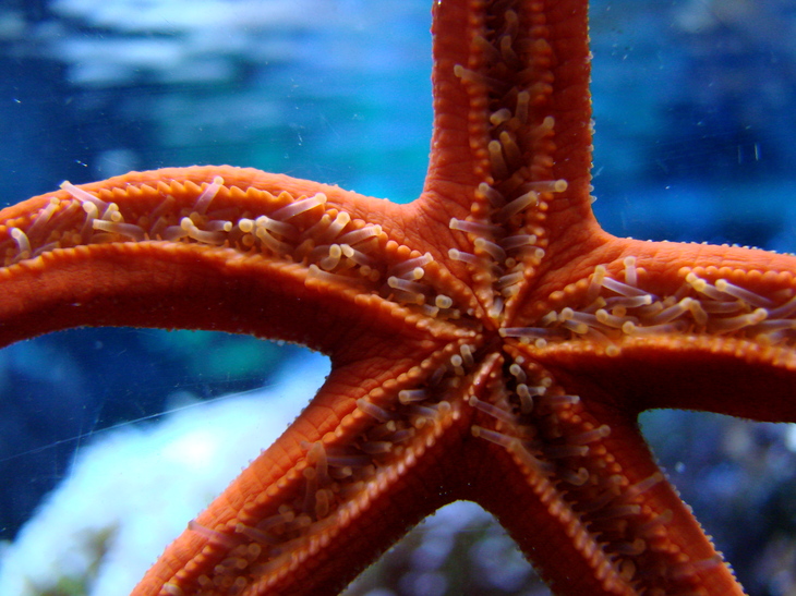 Red Sea Star (Linckia multifora) dsc00537.jpg