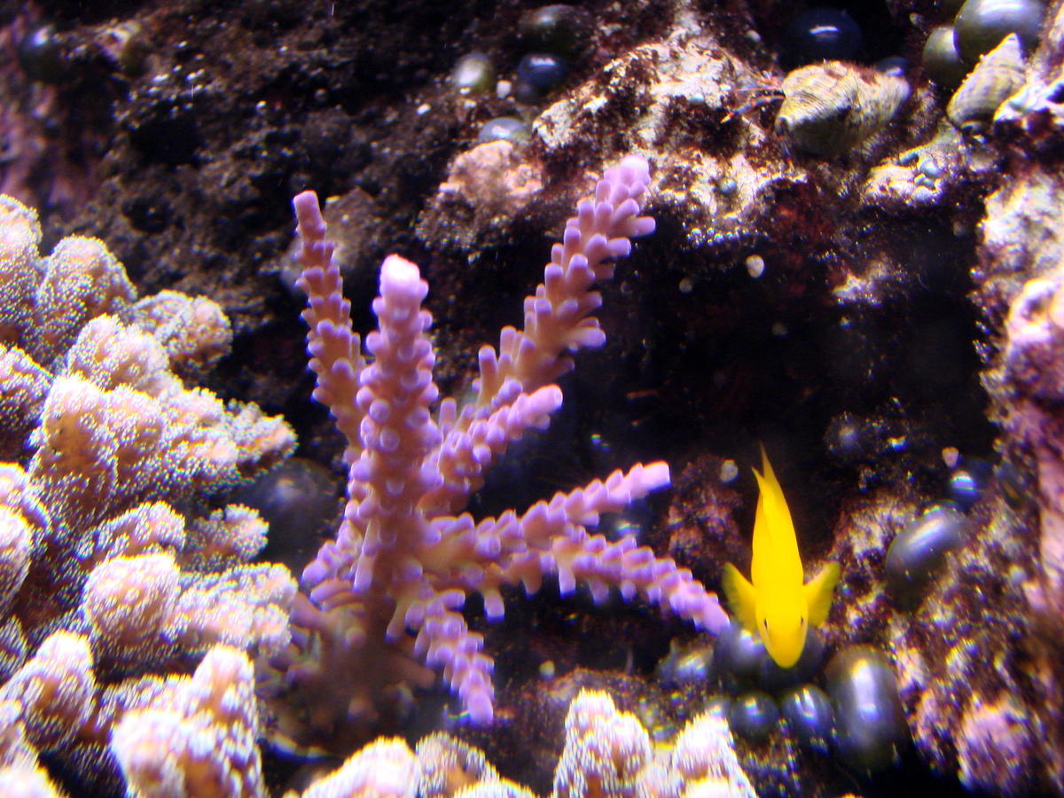 Tort Staghorn Coral (Acropora tortuosa) dsc02844.jpg