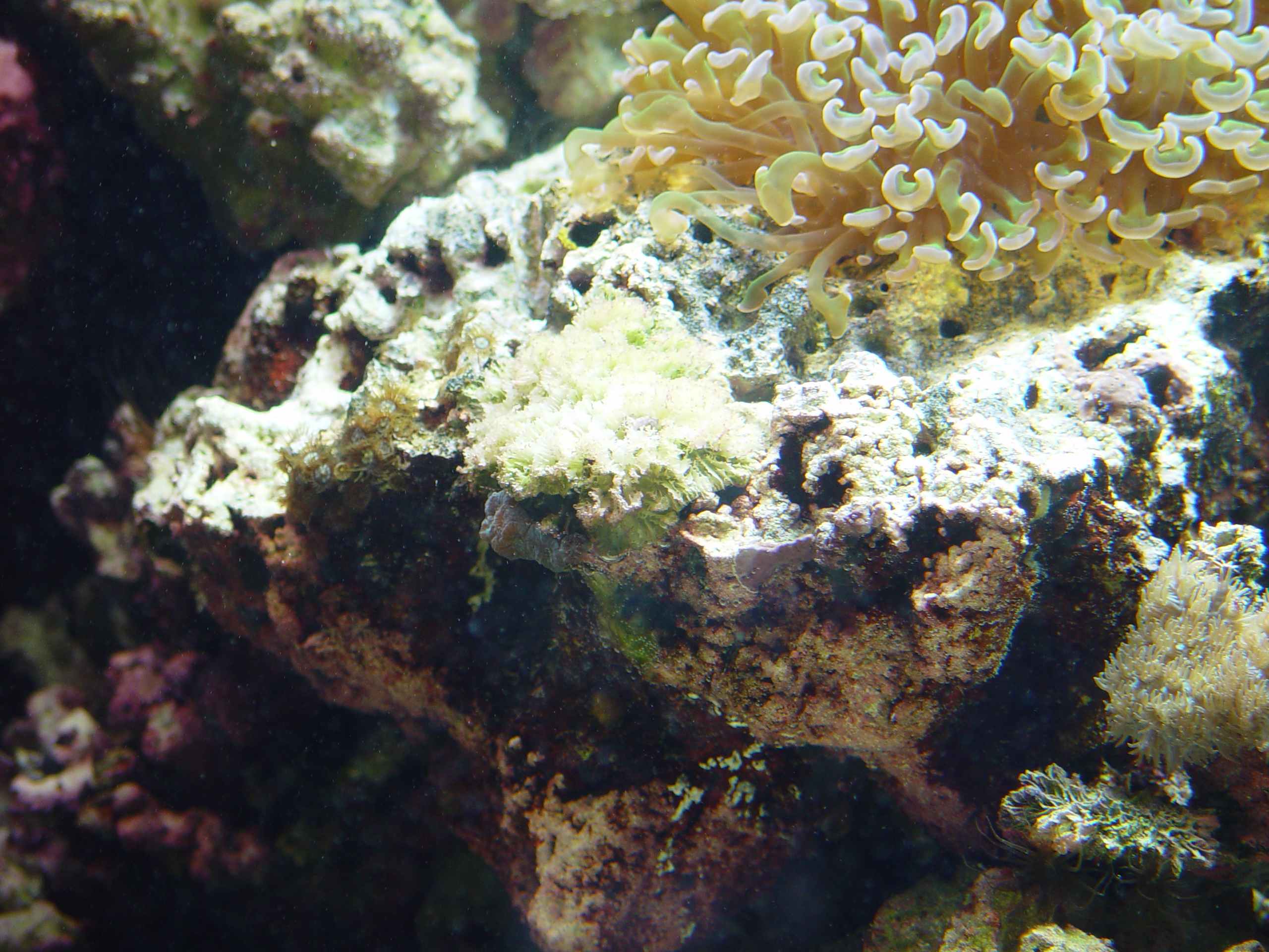 Moon Brain Coral (Favites sp.) dsc04484.jpg